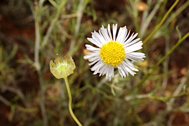 APII jpeg image of Brachyscome ciliaris  © contact APII