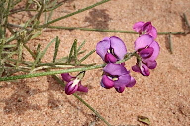 APII jpeg image of Swainsona purpurea  © contact APII