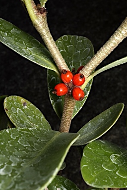 APII jpeg image of Hydnophytum ferrugineum  © contact APII