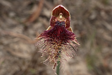 APII jpeg image of Calochilus platychilus  © contact APII