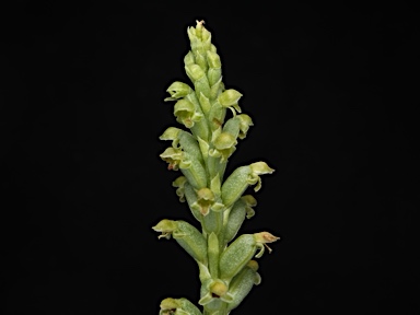 APII jpeg image of Microtis unifolia  © contact APII