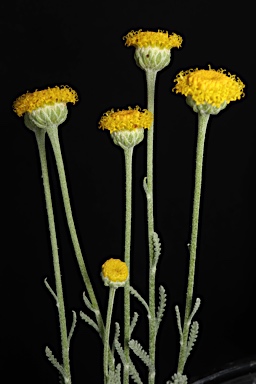 APII jpeg image of Santolina chamaecyparissus  © contact APII