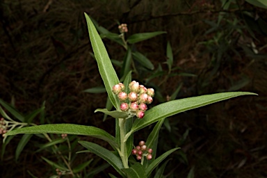 APII jpeg image of Ozothamnus stirlingii  © contact APII