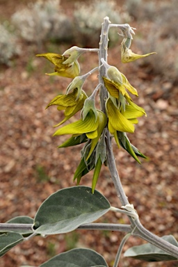 APII jpeg image of Crotalaria cunninghamii  © contact APII