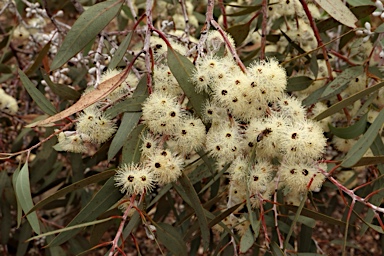 APII jpeg image of Eucalyptus cretata  © contact APII