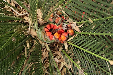 APII jpeg image of Macrozamia johnsonii  © contact APII