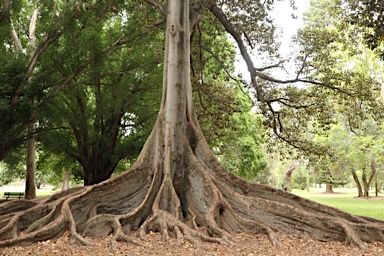 APII jpeg image of Ficus macrophylla  © contact APII