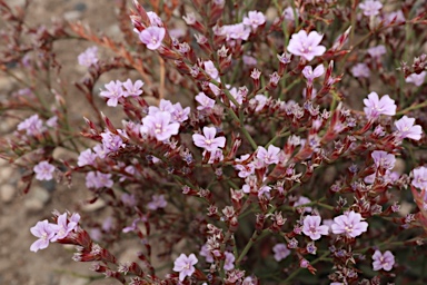 APII jpeg image of Limonium hyblaeum  © contact APII