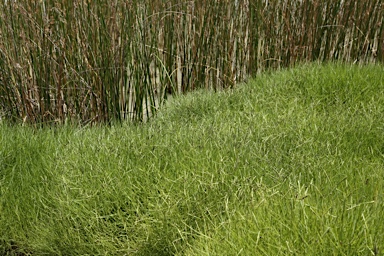 APII jpeg image of Paspalum vaginatum  © contact APII