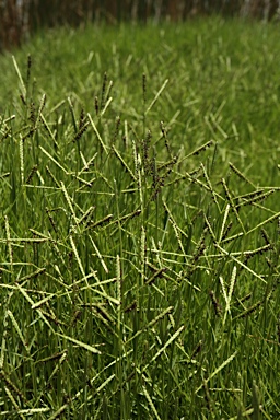 APII jpeg image of Paspalum vaginatum  © contact APII