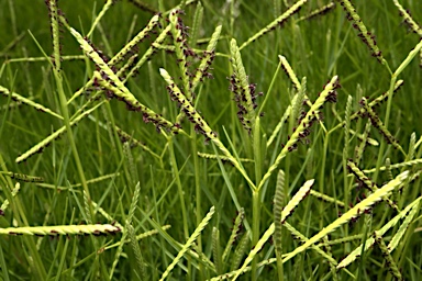 APII jpeg image of Paspalum vaginatum  © contact APII