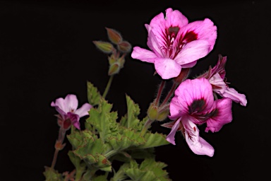 APII jpeg image of Pelargonium x domesticum  © contact APII