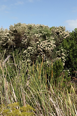 APII jpeg image of Ozothamnus ferrugineus  © contact APII