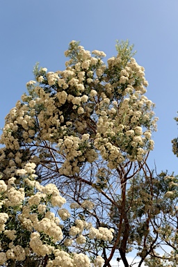 APII jpeg image of Ozothamnus ferrugineus  © contact APII