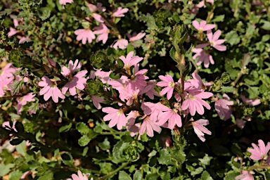 APII jpeg image of Scaevola striata 'Pink Perfection'  © contact APII