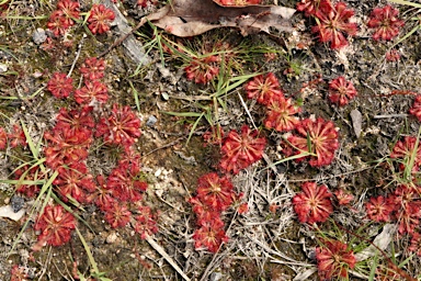 APII jpeg image of Drosera spatulata  © contact APII