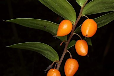 APII jpeg image of Drymophila moorei  © contact APII