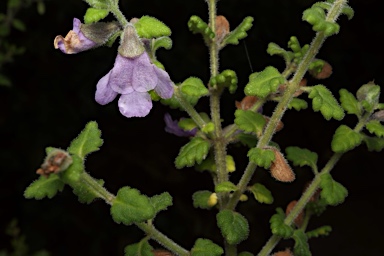 APII jpeg image of Prostanthera albohirta  © contact APII