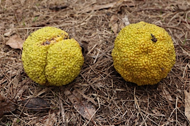 APII jpeg image of Maclura pomifera  © contact APII
