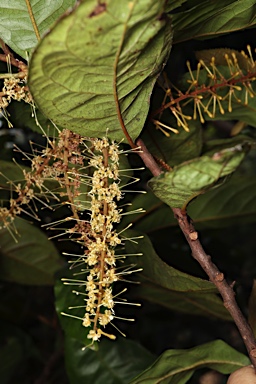 APII jpeg image of Helicia australasica  © contact APII