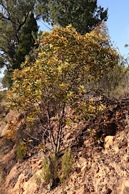 APII jpeg image of Acacia leiocalyx subsp. leiocalyx  © contact APII