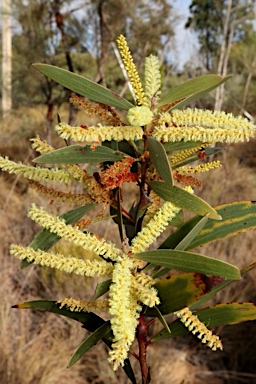 APII jpeg image of Acacia leiocalyx subsp. leiocalyx  © contact APII