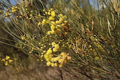 APII jpeg image of Acacia calamifolia  © contact APII