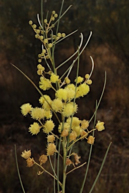APII jpeg image of Acacia calamifolia  © contact APII