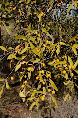 APII jpeg image of Elaeodendron australe var. integrifolium  © contact APII