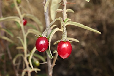 APII jpeg image of Solanum parvifolium subsp. parvifolium  © contact APII