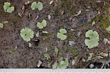 APII jpeg image of Riccia crystallina  © contact APII