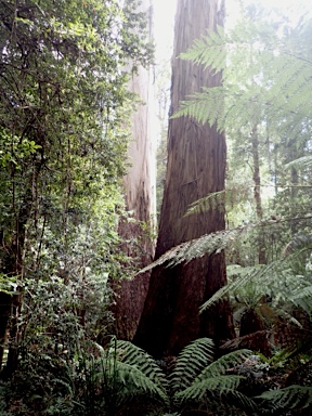 APII jpeg image of Eucalyptus denticulata  © contact APII