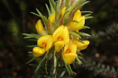 APII jpeg image of Phyllota phylicoides  © contact APII