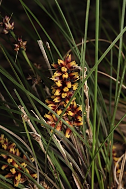 APII jpeg image of Lomandra confertifolia subsp. rubiginosa  © contact APII