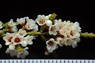 APII jpeg image of Micromyrtus ciliata  © contact APII