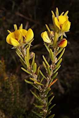 APII jpeg image of Aotus ericoides  © contact APII