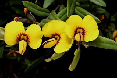 APII jpeg image of Bossiaea kiamensis  © contact APII