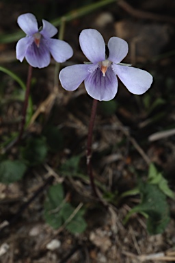 APII jpeg image of Viola silicestris  © contact APII