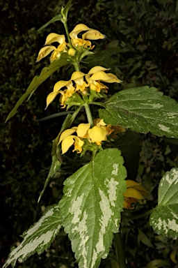 APII jpeg image of Lamium argentatum  © contact APII