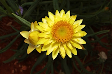 APII jpeg image of Xerochrysum sp. Chinchilla (A.N. Schmidt-Lebuhn 1745)  © contact APII