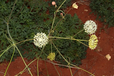 APII jpeg image of Trachymene ochracea  © contact APII