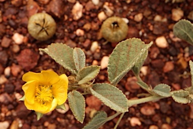 APII jpeg image of Sida platycalyx  © contact APII