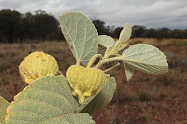 APII jpeg image of Sida platycalyx  © contact APII