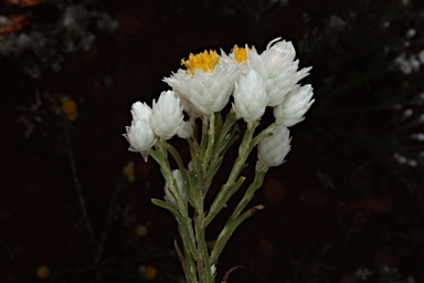 APII jpeg image of Rhodanthe floribunda  © contact APII