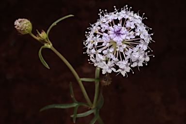 APII jpeg image of Trachymene cyanantha  © contact APII