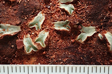 APII jpeg image of Riccia  © contact APII