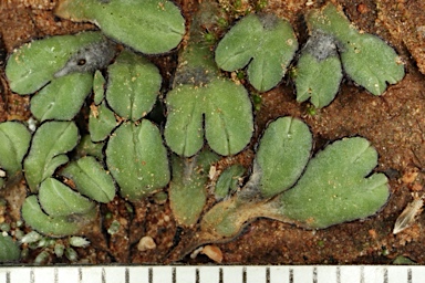 APII jpeg image of Riccia inflexa  © contact APII