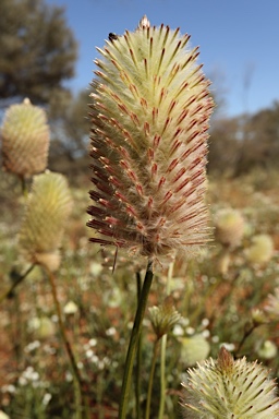 APII jpeg image of Ptilotus xerophilus  © contact APII