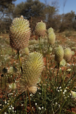 APII jpeg image of Ptilotus xerophilus  © contact APII