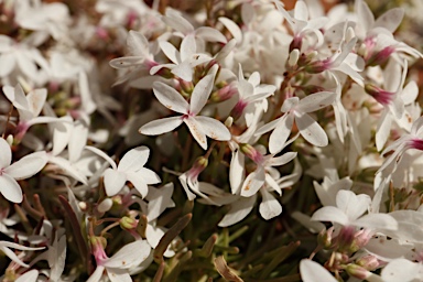 APII jpeg image of Macgregoria racemigera  © contact APII